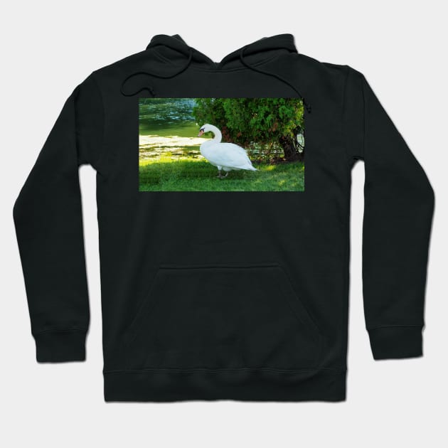 Graceful Swan Standing Under a Tree Hoodie by BackyardBirder